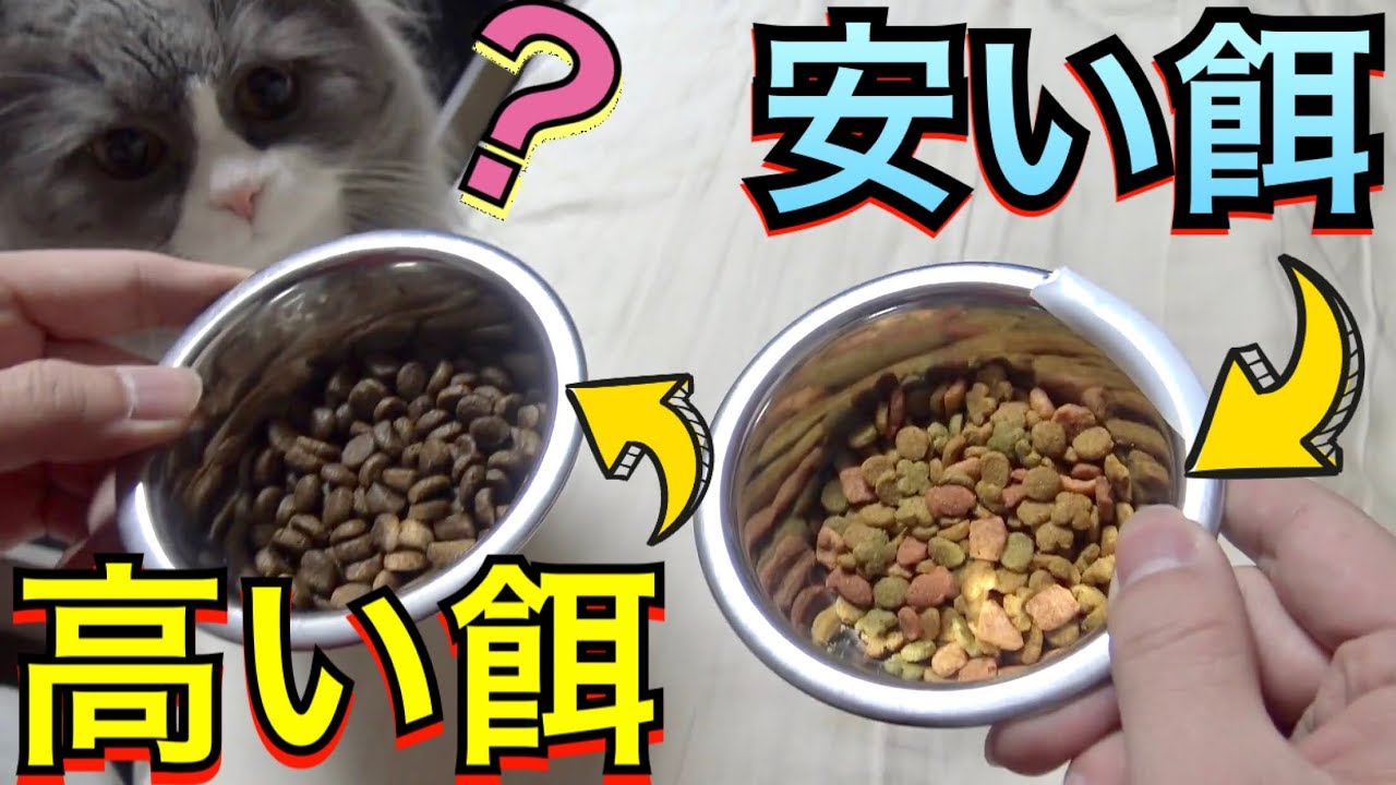 猫は安い餌と高い餌のどちらに食いつくのか！？