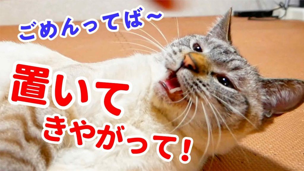 旅行から帰ってきたご主人を久しぶりの愛らしい再会！