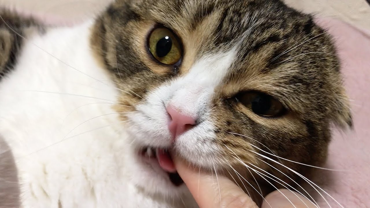あくびをした猫の口に指を突っ込んでみたｗｗｗ 肉球ドットコム 299 Com