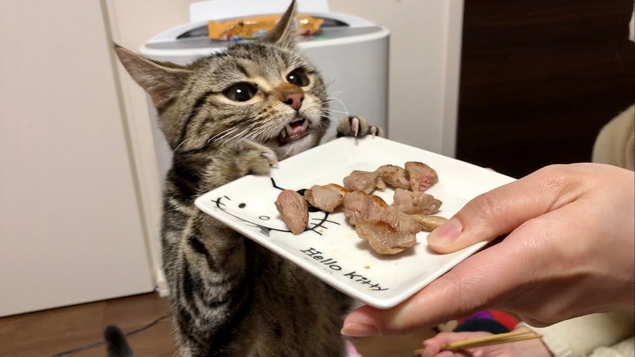 猫がラム肉を食べるとどうなるのか 肉球ドットコム 299 Com