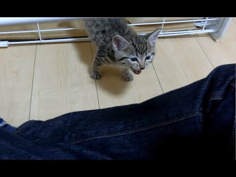 ひたすら可愛い子猫ちゃんの 出して 攻撃 肉球ドットコム 299 Com