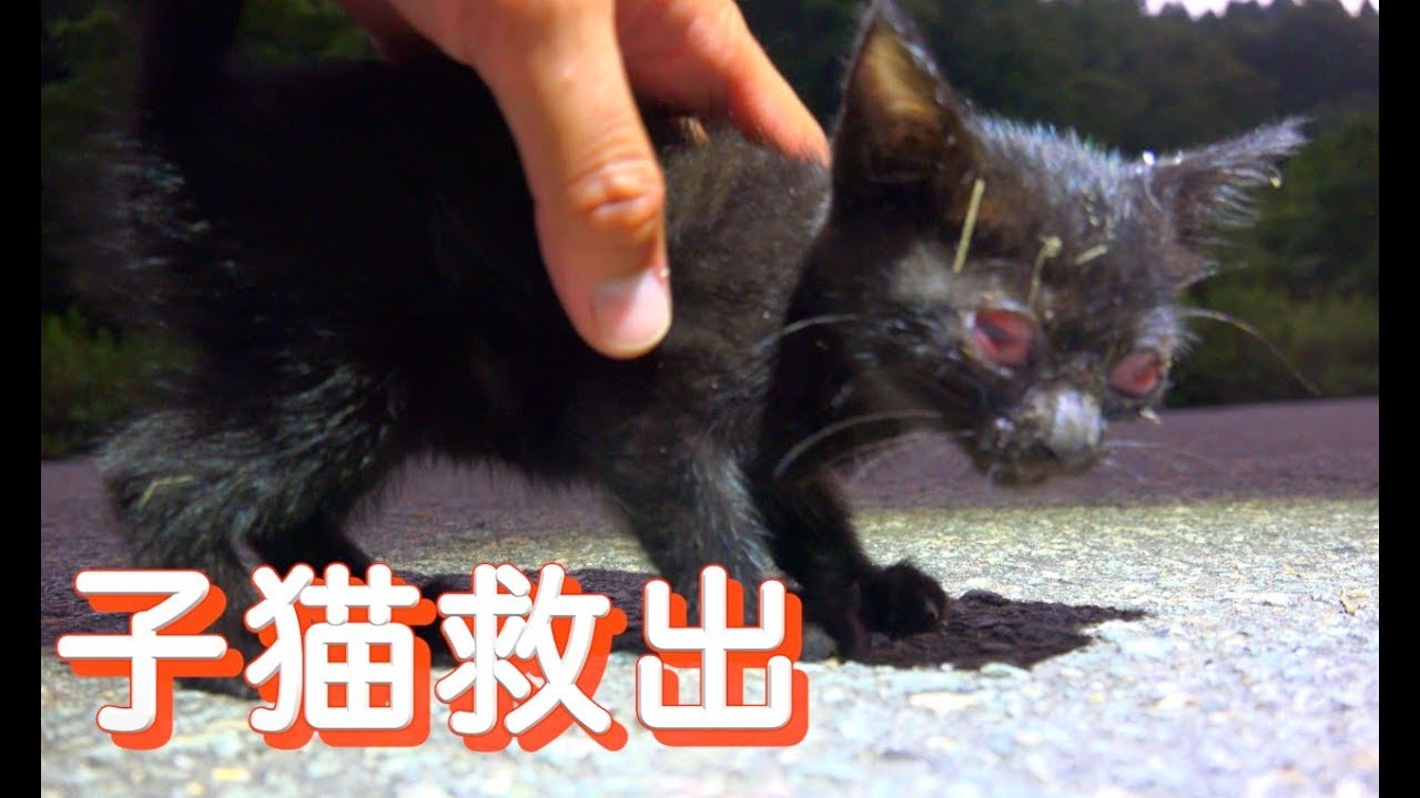 ある日林道で見つけた可愛い子猫ちゃん もうその瞬間から家族の一員なんです 肉球ドットコム 299 Com