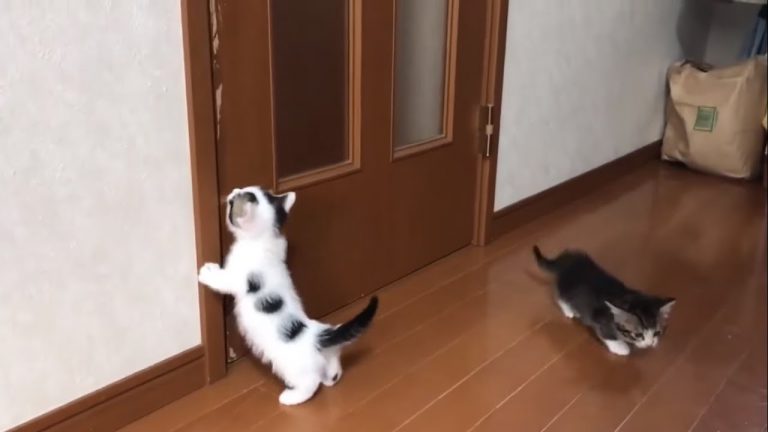 開けてほしい？ドアの前で鳴き続ける猫