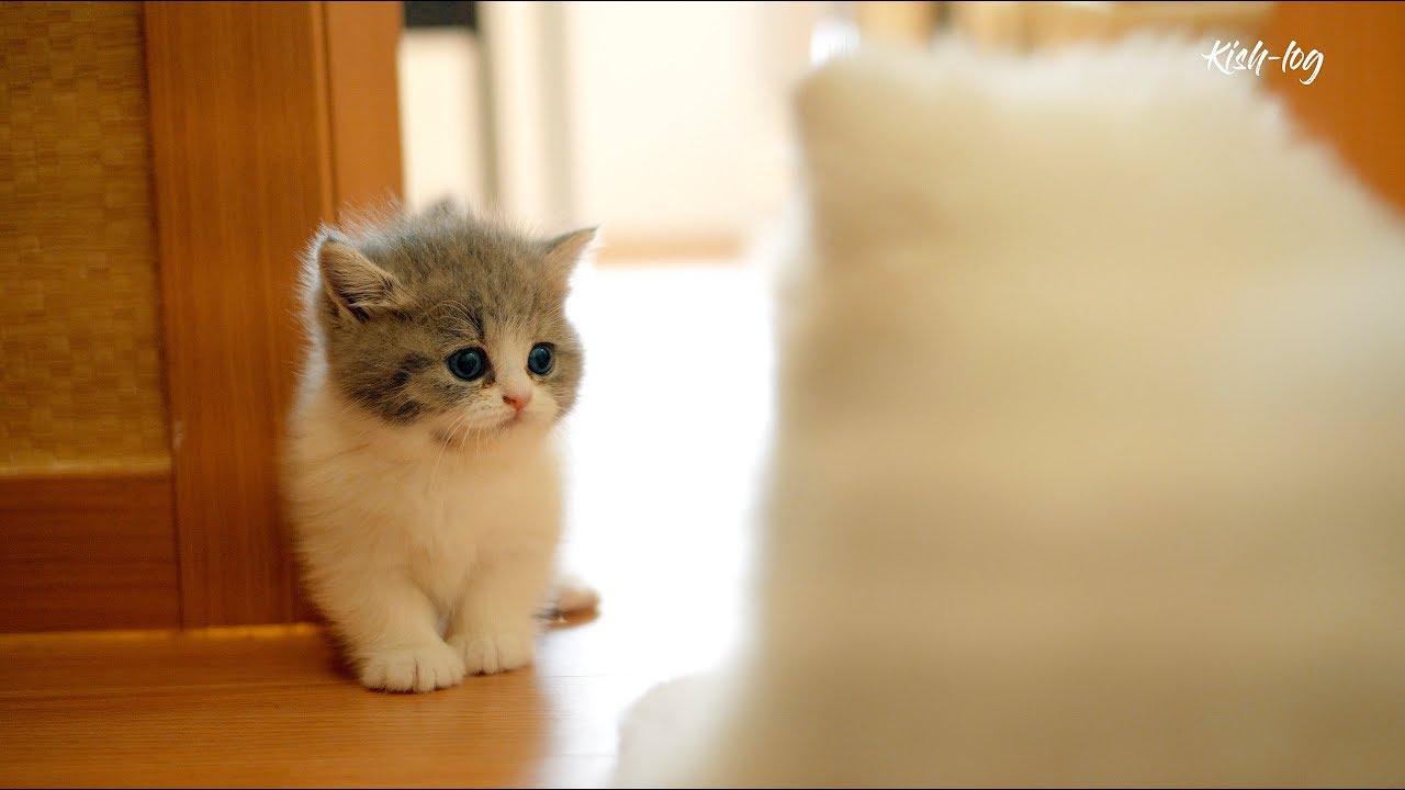 標準 申し込む 保持する 世界 一 可愛い 子猫 Suzukenshizai Jp