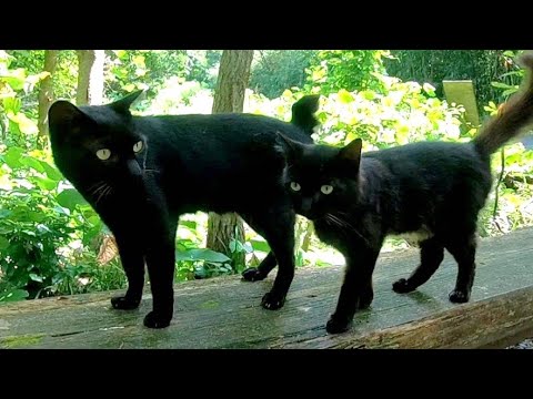 猫神社を守る2匹の黒猫がかわいい 肉球ドットコム 299 Com