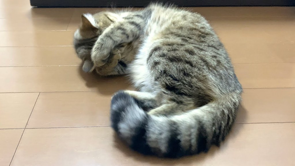 猫 の 発情 期 いつから