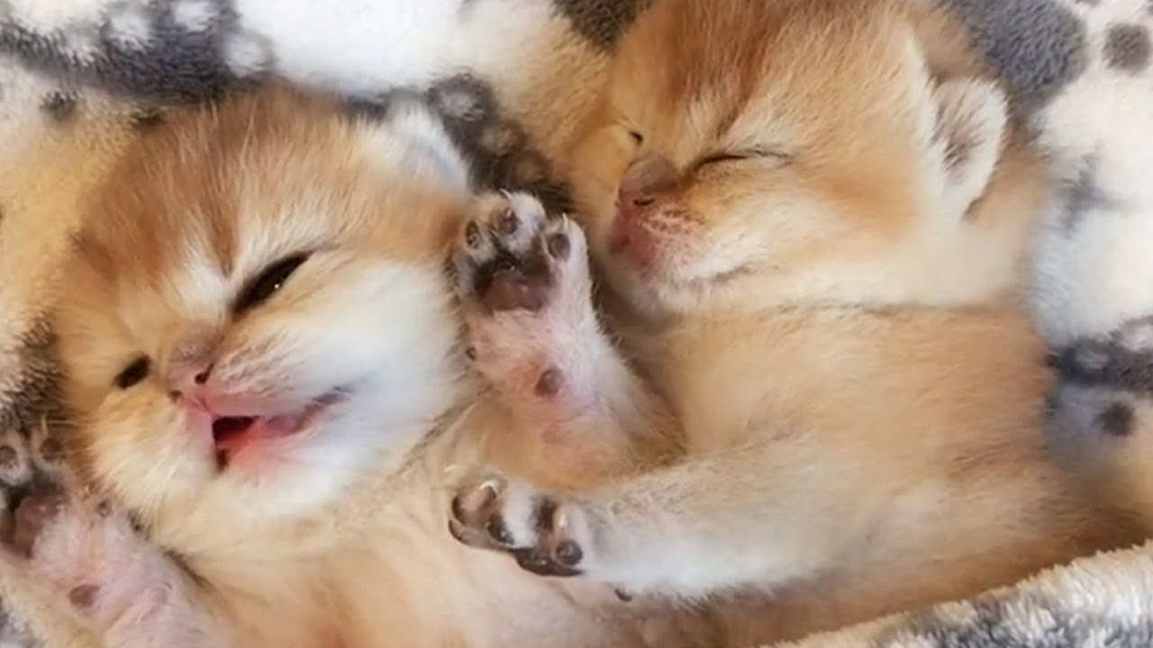 可愛すぎる子猫の癒し動画 肉球ドットコム 299 Com