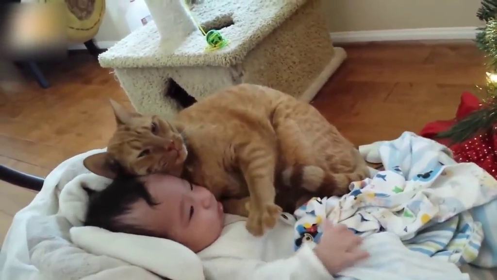 猫と赤ちゃんの仲良し動画集