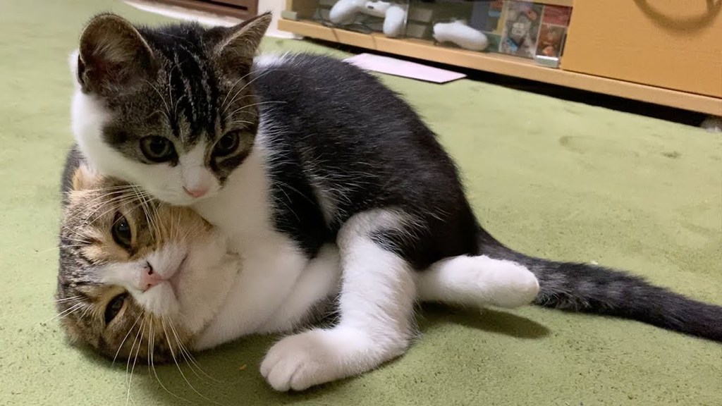 猫の仲良し親子にホッコリ