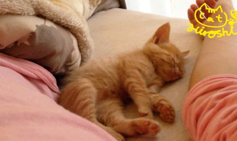 猫 一緒に寝る 腕枕
