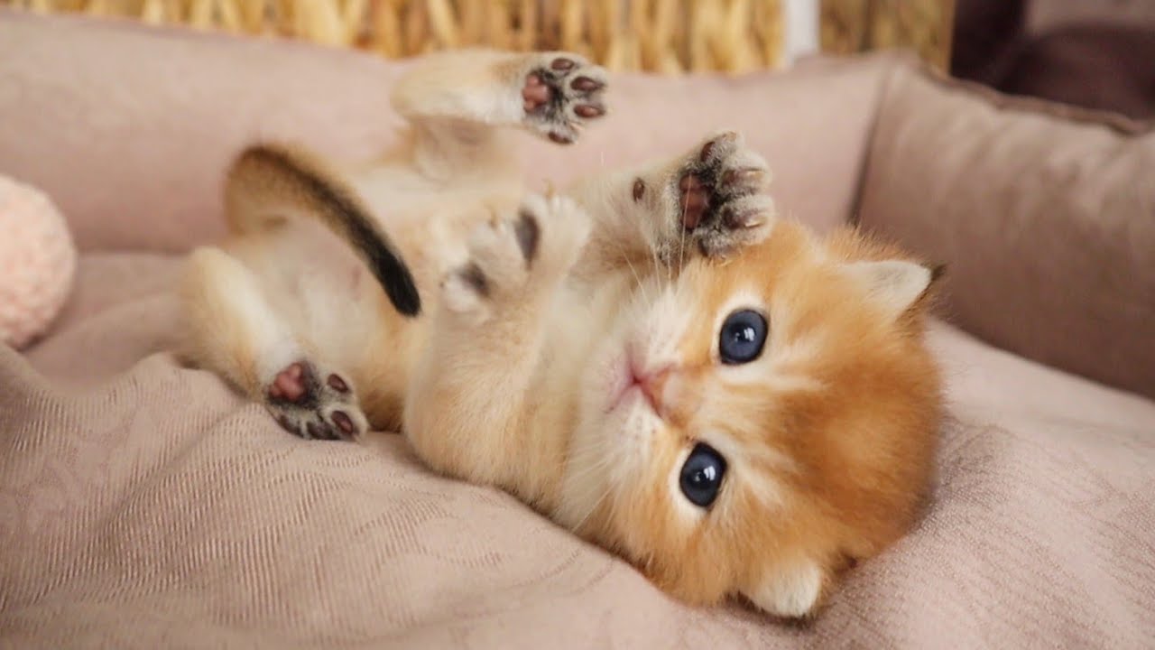 ベスト 世界一可愛い猫画像