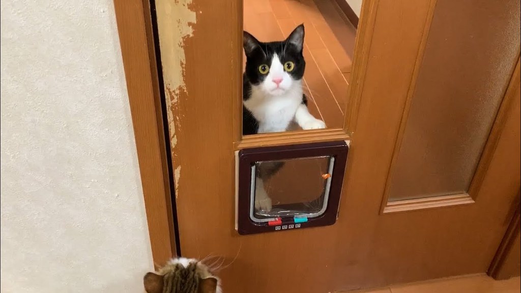 猫用扉に苦戦する猫達