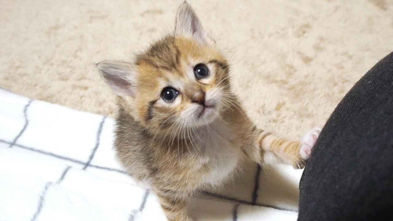 破壊的な子猫のかわいさにズッキュン 肉球ドットコム 299 Com