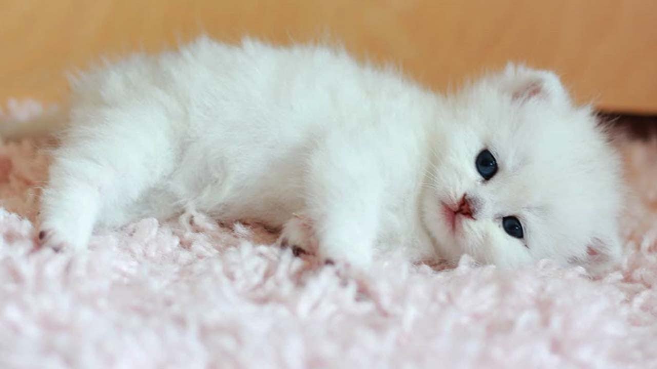 真っ白なふわふわマンチカン子猫が可愛すぎる 肉球ドットコム 299 Com