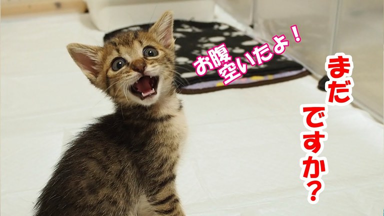 さすが育ち盛り！たっぷりご飯をあっという間に完食した子猫