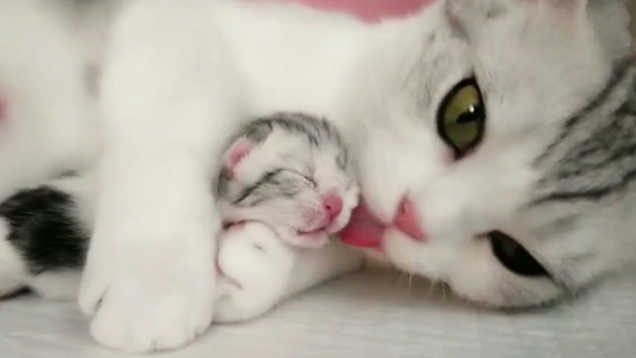 心を温かくしてくれる猫の親子動画