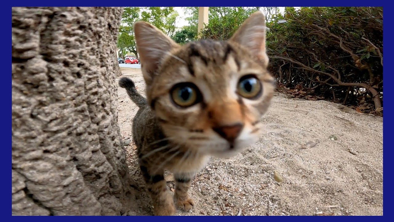 似ても似つかない黒猫とキジトラの親子の猫がとてもフレンドリーだった 肉球ドットコム 299 Com