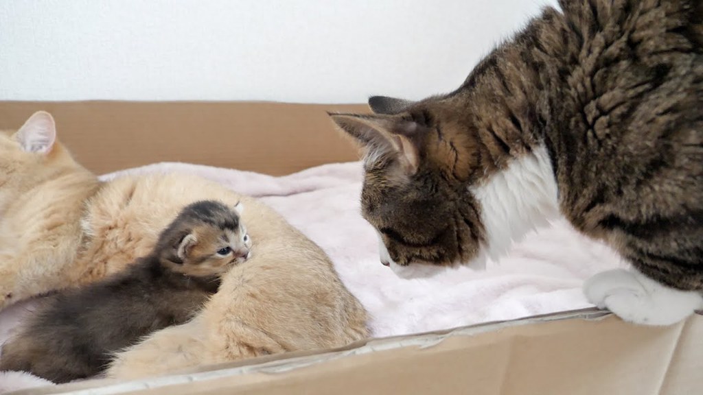 お父さん猫の愛に心が温まります 肉球ドットコム（）