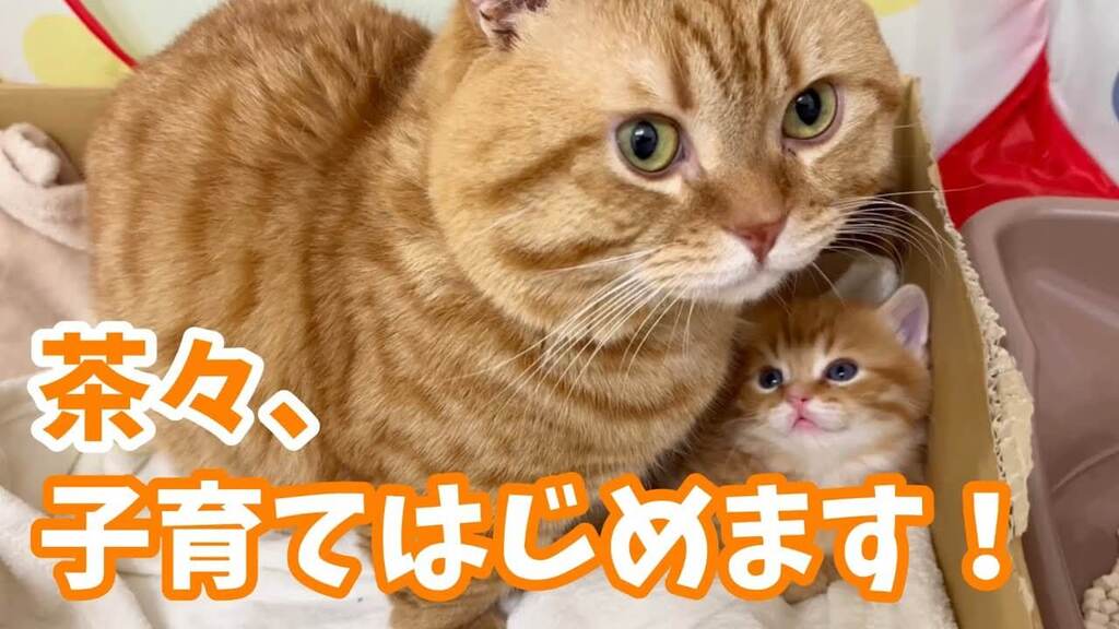 我が子の様子を見にきたお父さん猫 肉球ドットコム（）