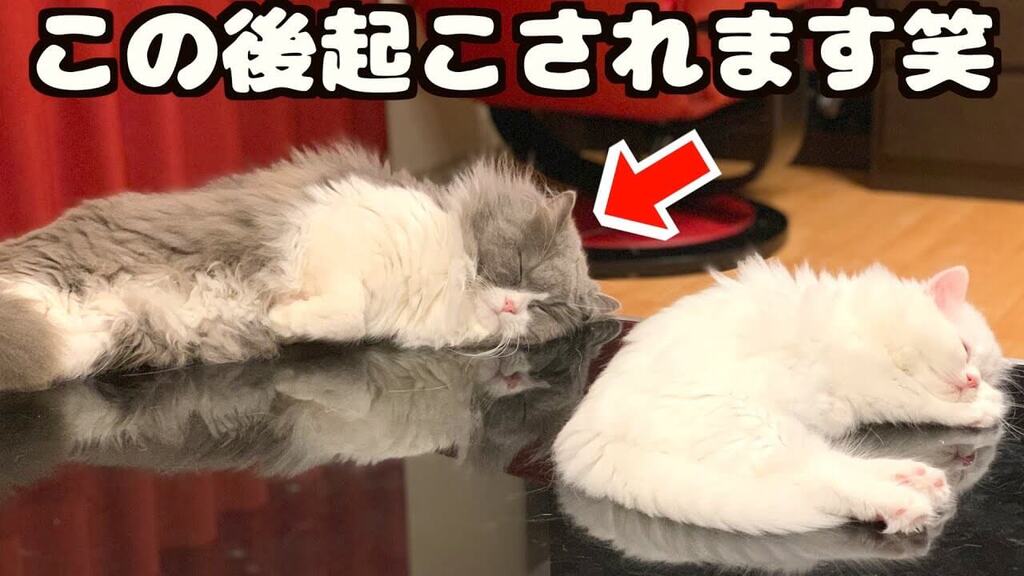 お父さん猫に毛づくろいをしてもらって幸せそうな子猫のおもち 肉球ドットコム（）