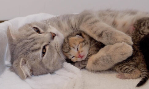 母猫に抱き着きながら、寝落ちしていく赤ちゃん猫 - 肉球ドットコム(299.com)