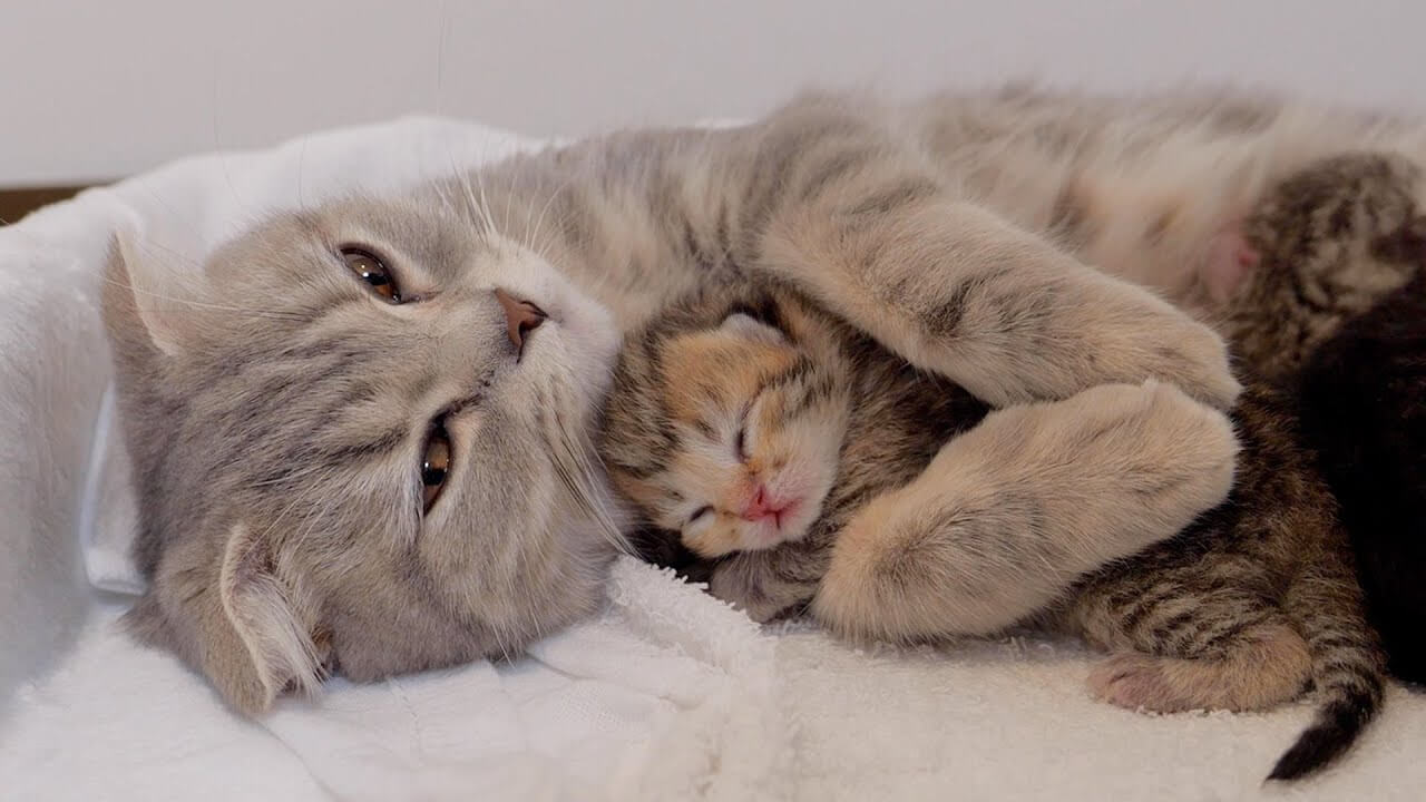 母猫に抱き着きながら、寝落ちしていく赤ちゃん猫 - 肉球ドットコム(299.com)