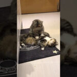 マッサージする猫、される猫 - 肉球ドットコム(299.com)