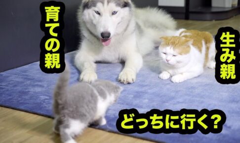子猫の前に産みの親と育ての親を並べてみた - 肉球ドットコム(299.com)