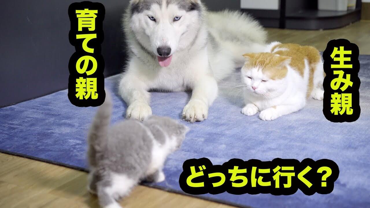 子猫の前に産みの親と育ての親を並べてみた - 肉球ドットコム(299.com)