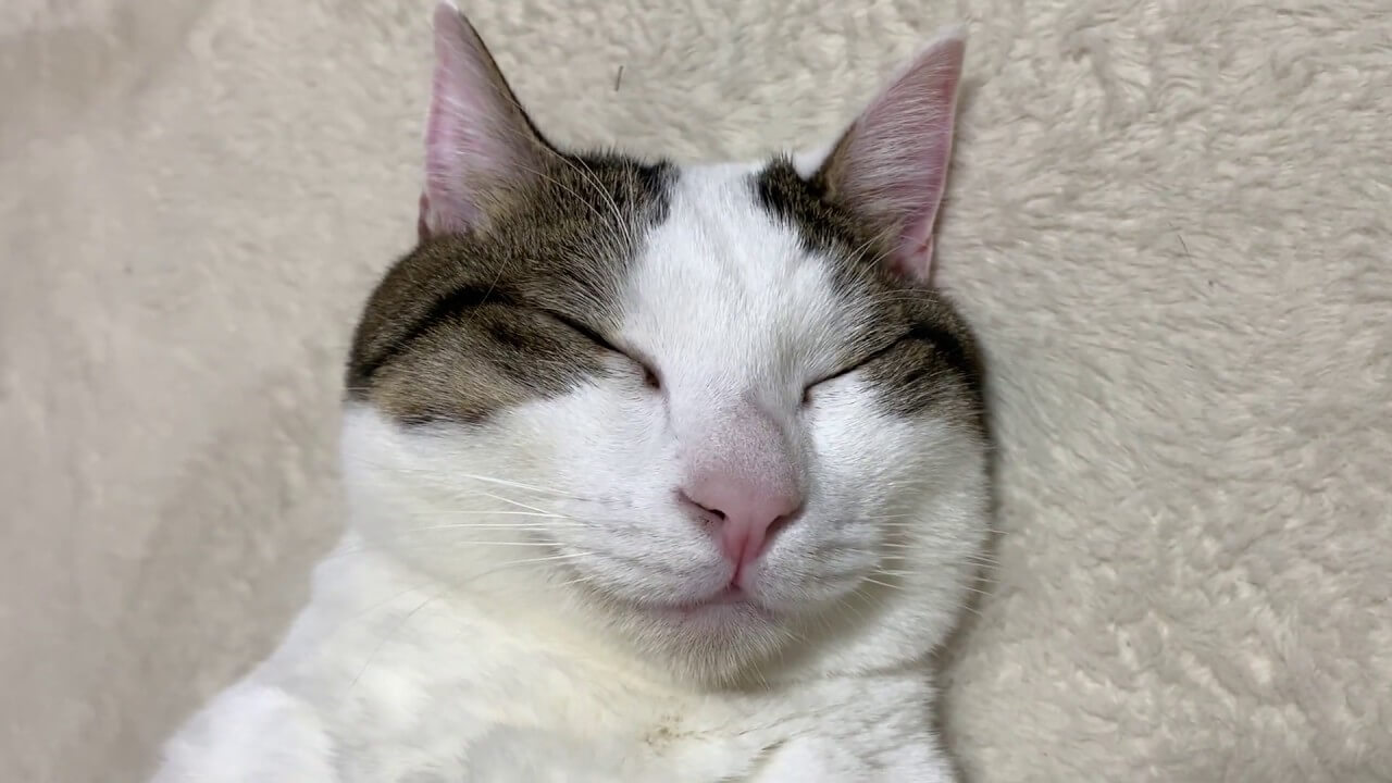 野生味ゼロの豆大福の寝姿 - 肉球ドットコム(299.com)