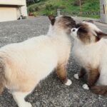 漁港で出会ったシャム猫のふたごが可愛すぎる - 肉球ドットコム(299.com)
