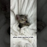 飼い主さんにしつこくちょっかいを出されてお怒りな子猫 - 肉球ドットコム(299.com)