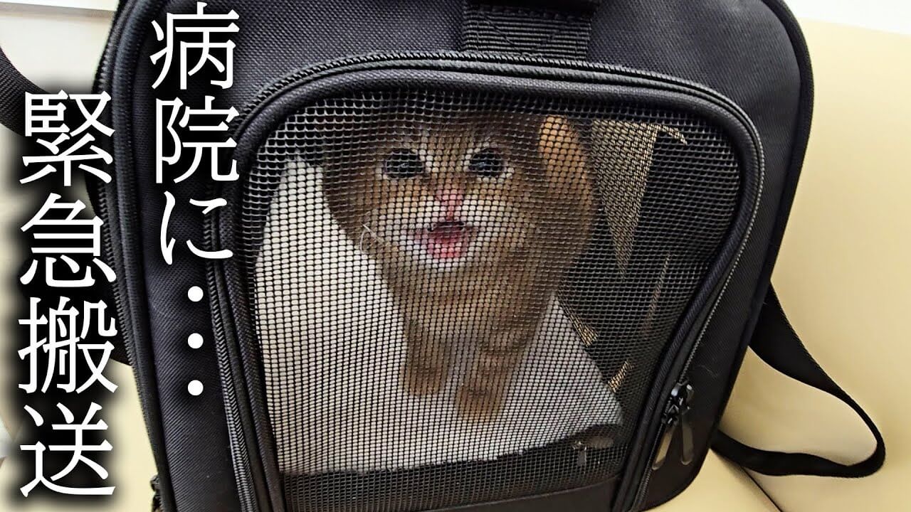 おっかけっこをして遊んでいた子猫がドアに激突! - 肉球ドットコム(299.com)