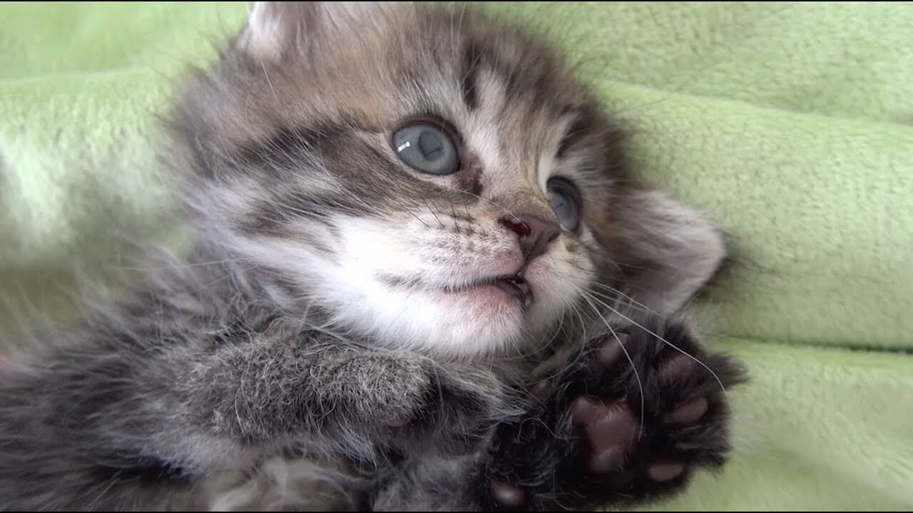 食欲魔神な子猫のオサムくん - 肉球ドットコム(299.com)