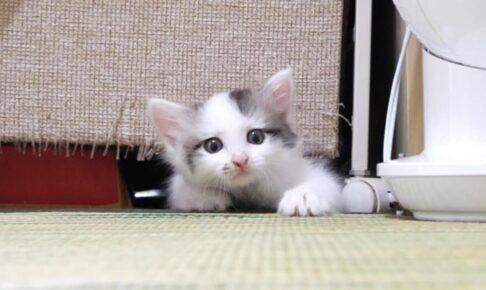 豆大福3兄弟と新入り子猫のゆたかくんがあっという間に仲良しになり安堵する飼い主さん - 肉球ドットコム(299.com)