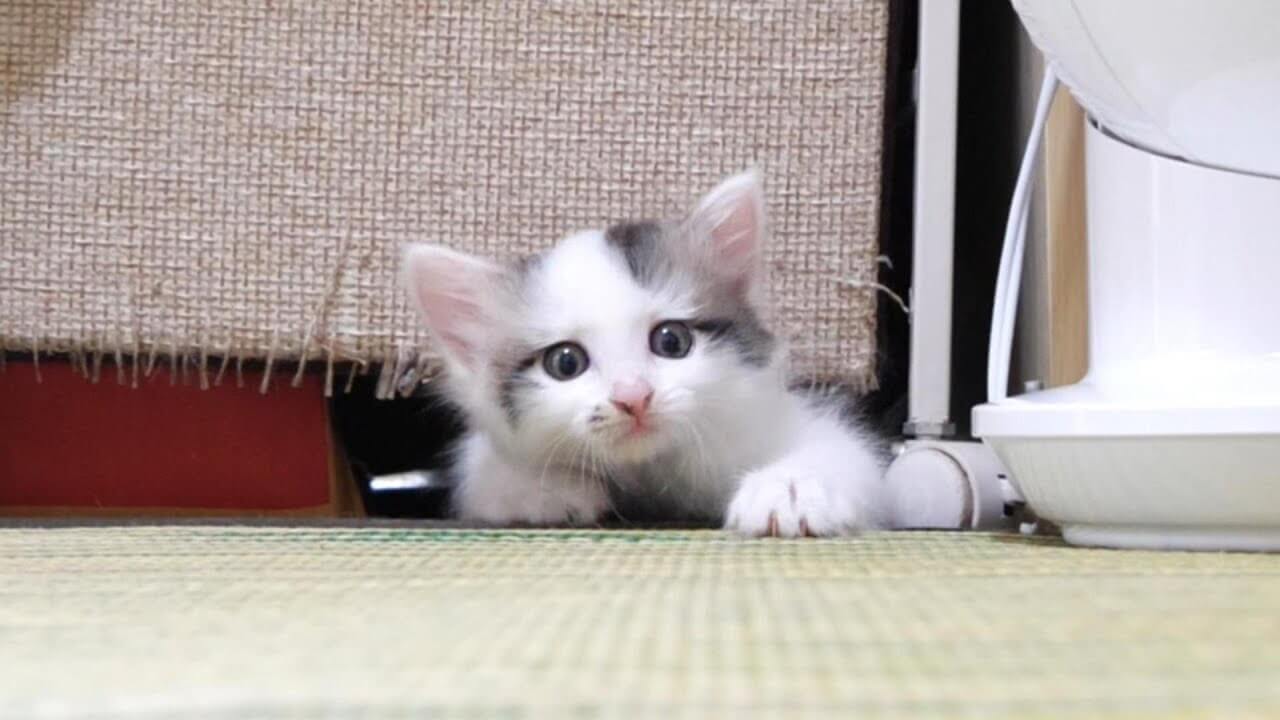 豆大福3兄弟と新入り子猫のゆたかくんがあっという間に仲良しになり安堵する飼い主さん - 肉球ドットコム(299.com)