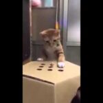 もぐらたたきゲームに夢中な猫さん - 肉球ドットコム(299.com)