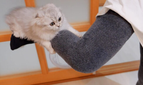 甘え上手な子猫が飼い主さんを独り占め - 肉球ドットコム(299.com)