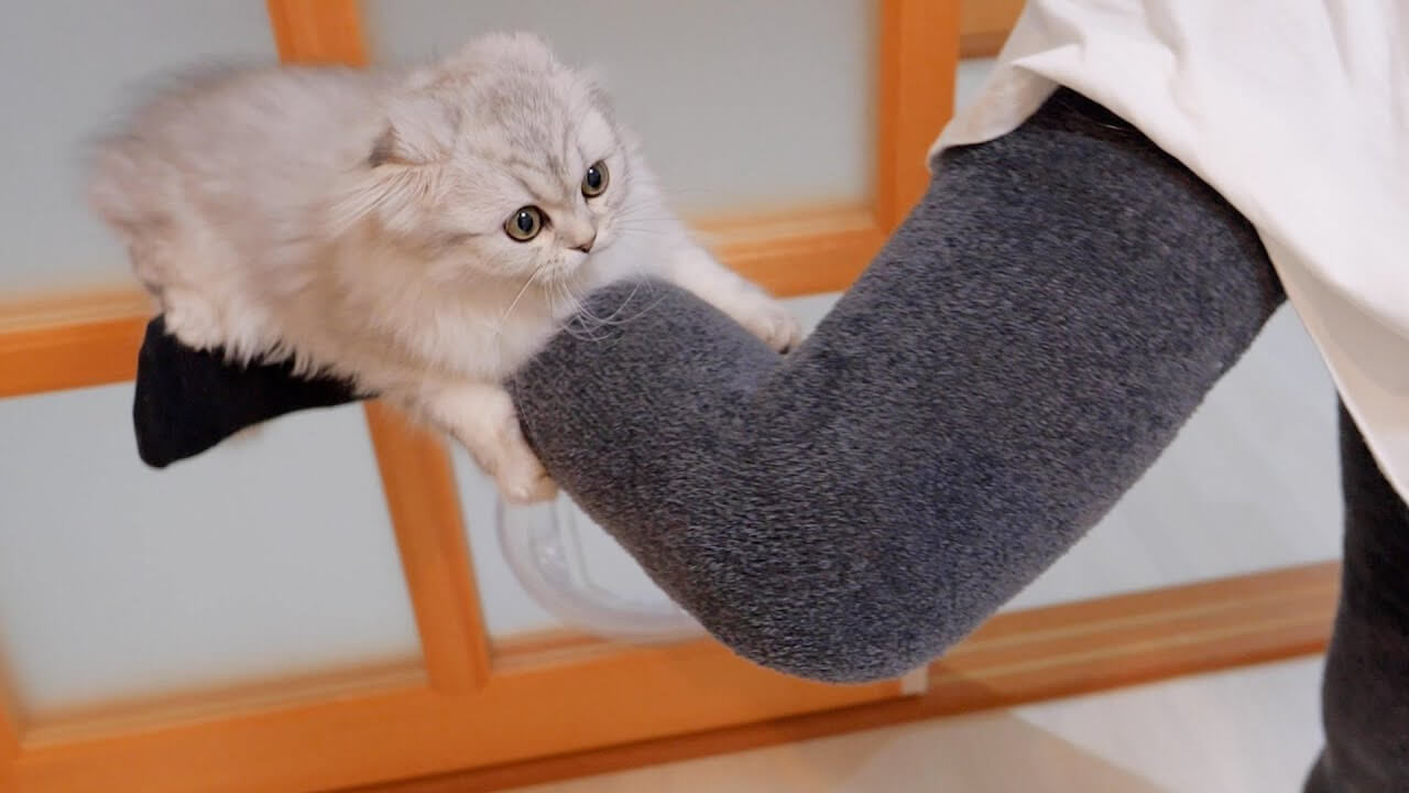 甘え上手な子猫が飼い主さんを独り占め - 肉球ドットコム(299.com)