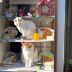 古びた蕎麦屋のショーケースで見本に紛れて猫さんがリラックス - 肉球ドットコム(299.com)