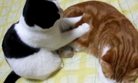 茶トラ猫さん相手に施すマッサージがプロ級で驚愕! - 肉球ドットコム(299.com)