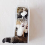 スリムなケースでひっくり返ってくつろぐ猫 - 肉球ドットコム(299.com)