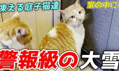 庭猫たちを大雪から避難させてストーブの部屋で温まってもらいました - 肉球ドットコム(299.com)