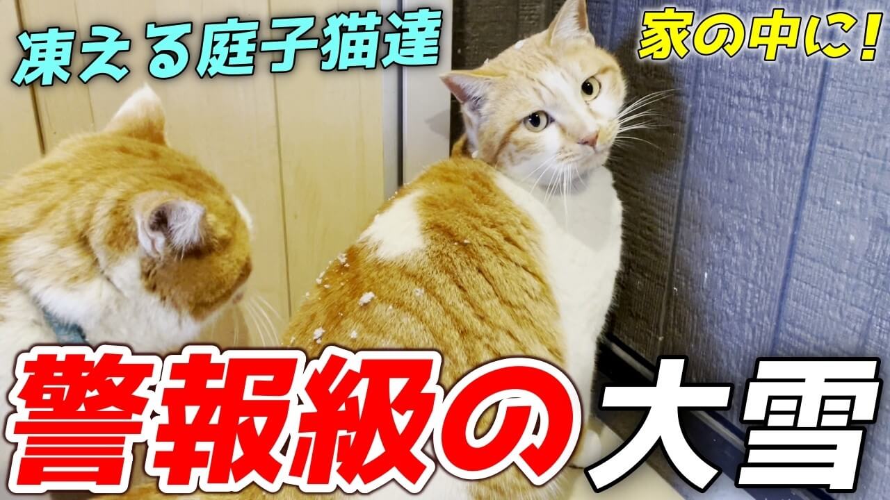 庭猫たちを大雪から避難させてストーブの部屋で温まってもらいました - 肉球ドットコム(299.com)