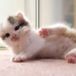 ズッキュンが止まらない!可愛いがすぎる子猫たち - 肉球ドットコム(299.com)