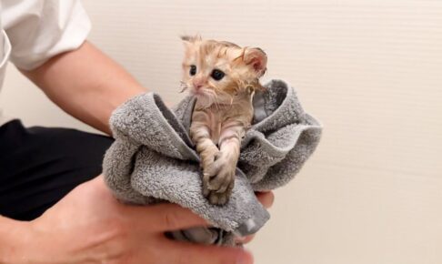 初めてシャワーを浴びてフワフワな子猫に大変身! - 肉球ドットコム(299.com)