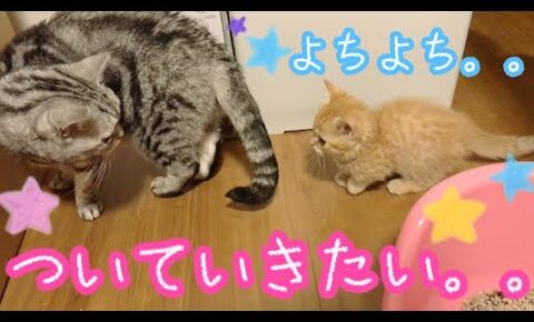 先住猫に甘えたい子猫 - 肉球ドットコム(299.com)