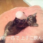 たった1ヶ月で自分でミルクを飲めるようになった子猫 - 肉球ドットコム(299.com)