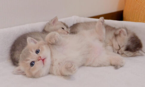 先に目覚めた子猫が兄弟猫をポカスカ叩いて無理やり起こします - 肉球ドットコム(299.com)