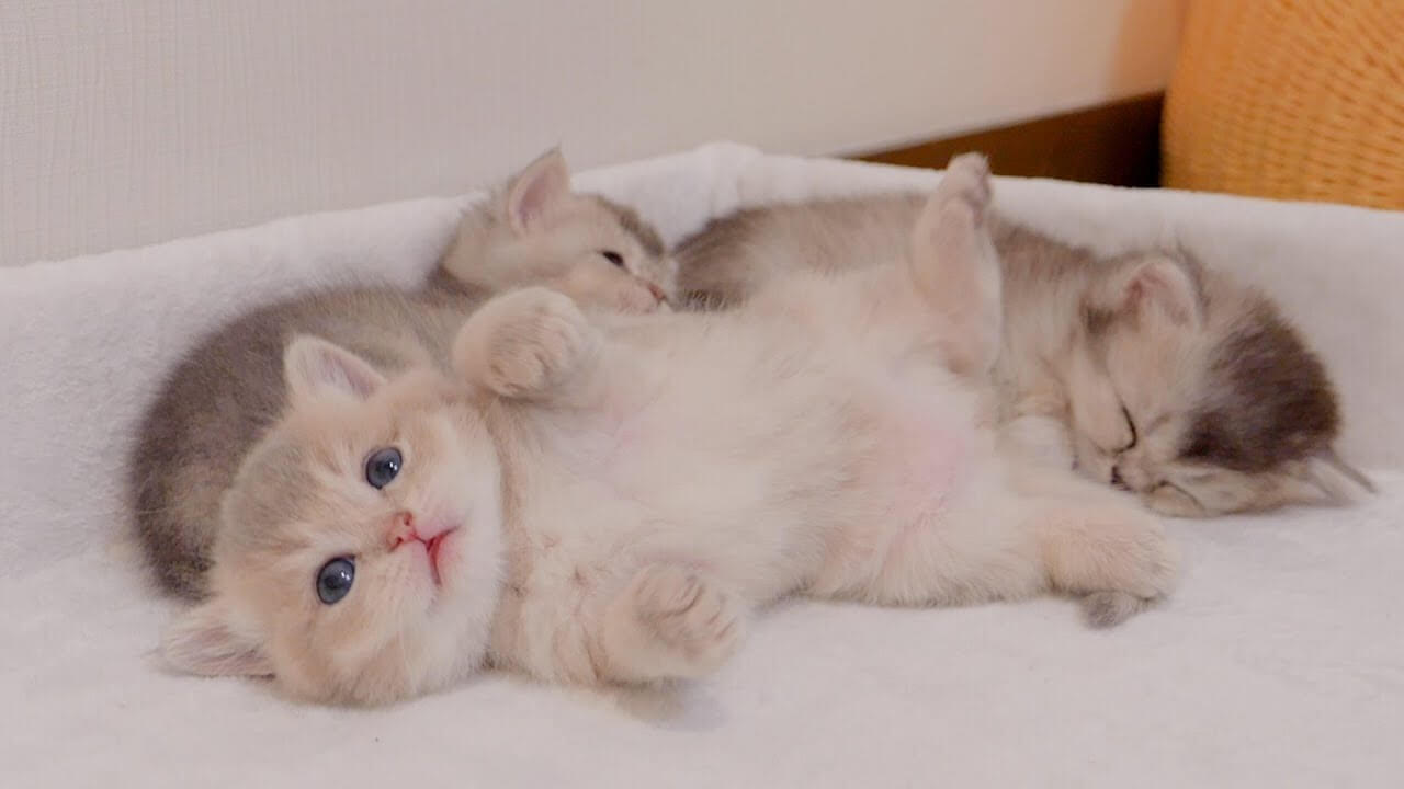 先に目覚めた子猫が兄弟猫をポカスカ叩いて無理やり起こします - 肉球ドットコム(299.com)